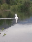 new drinking water buoy in Enderby BC