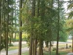 Cliffside Cemetery in Enderby BC