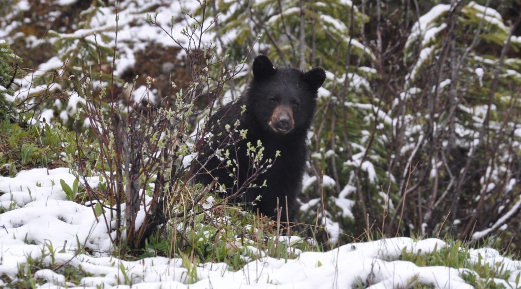 Black Bear - Be Bear Aware