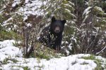 Black Bear - Be Bear Aware