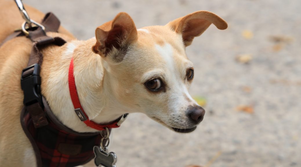 dog on leash