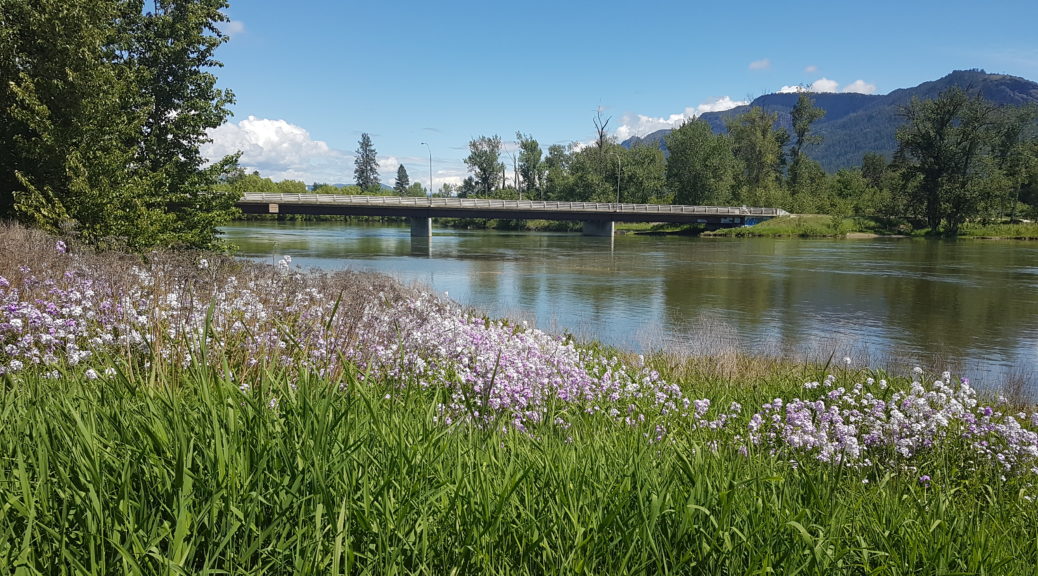 Shuswap River 2022 06 10 3