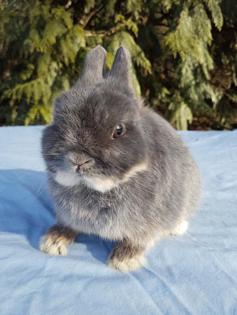 Clockwork Rabbitry Rabbit